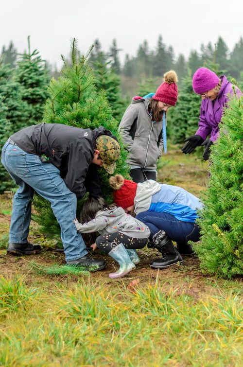 Christmas Tree Farm Opening - David Hill